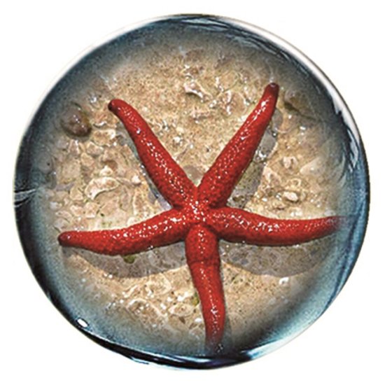 (image for) Snap Jewelry Enamel Ceramic - Coral Colored Starfish - Click Image to Close