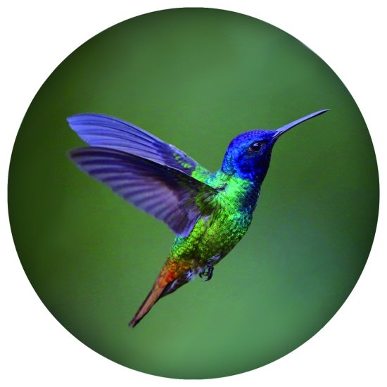 (image for) Snap Jewelry Enamel Ceramic Hummingbird - Click Image to Close